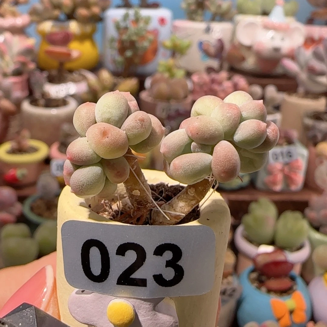 T彩虹奶盆口  2cm