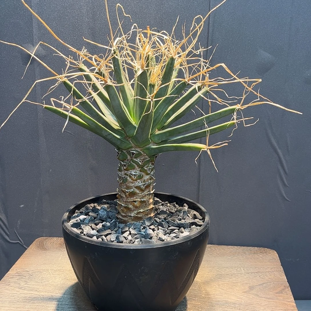 光山Zzzzzzzzzzzzzzz