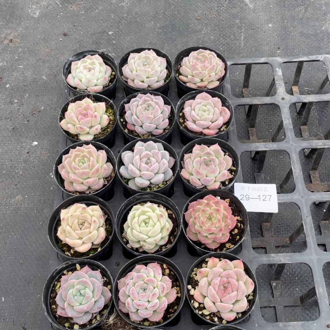 一物一拍18棵29-127