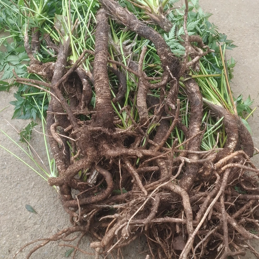 贵州岩川芎绿植生桩室内室外耐阴好养净化空气保湿发货