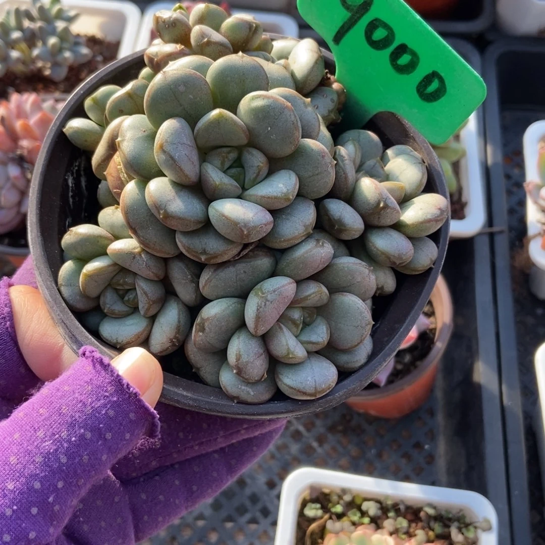 9000葡萄多肉植物多肉