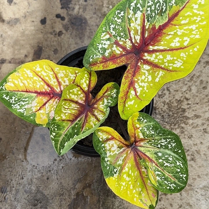 31-1212野蜂飞舞广东现货