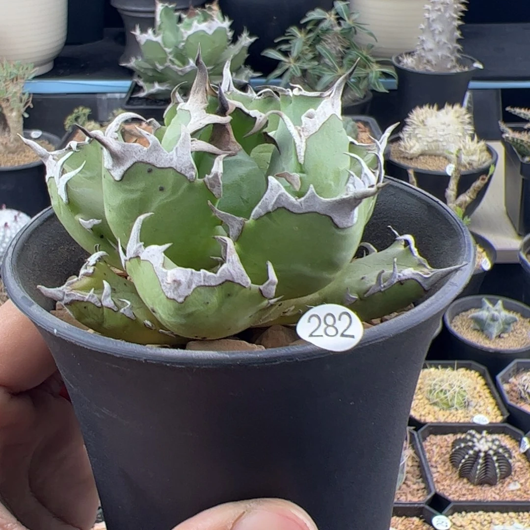 姬仁王冠一物一拍282