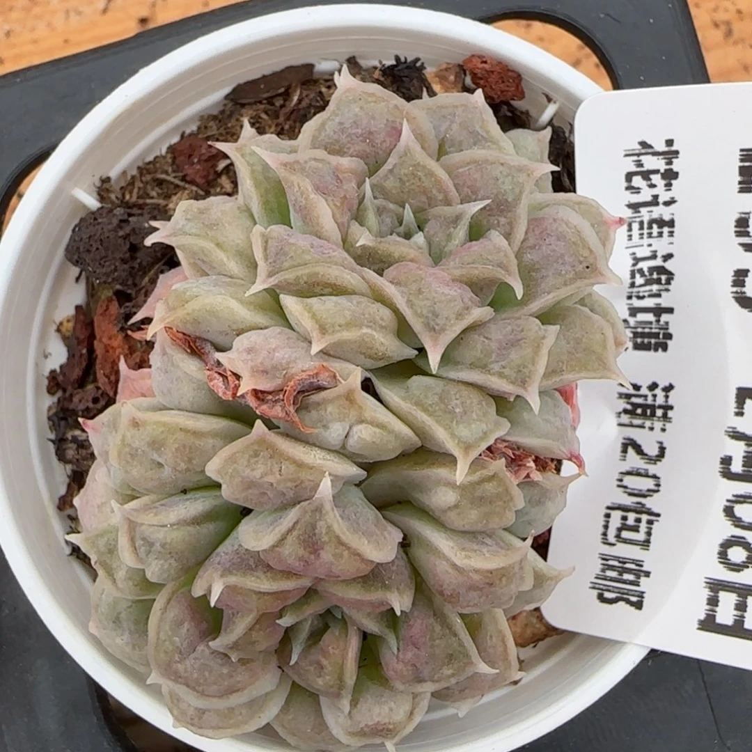 花语逸镜0208-235