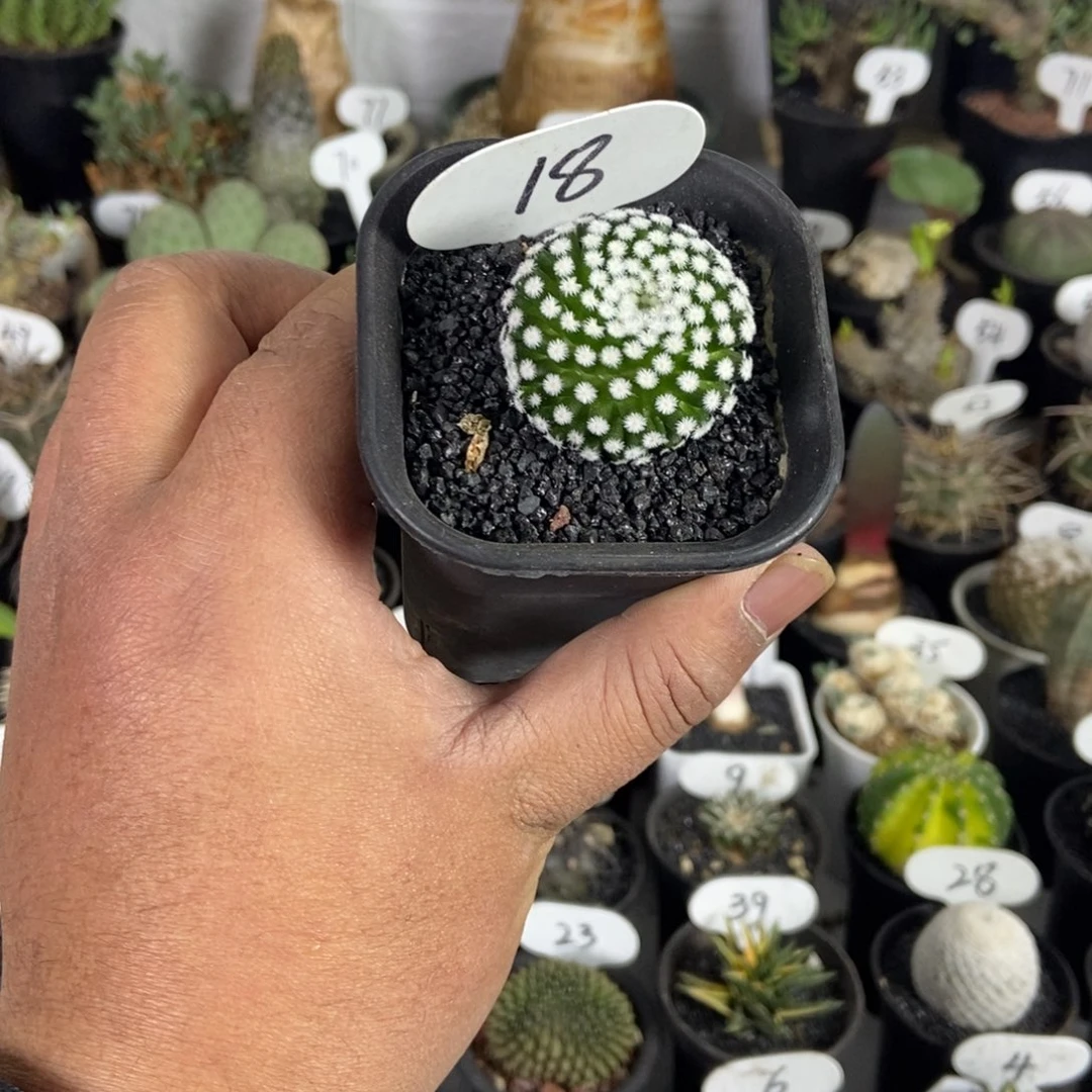 佛头春星一物一拍