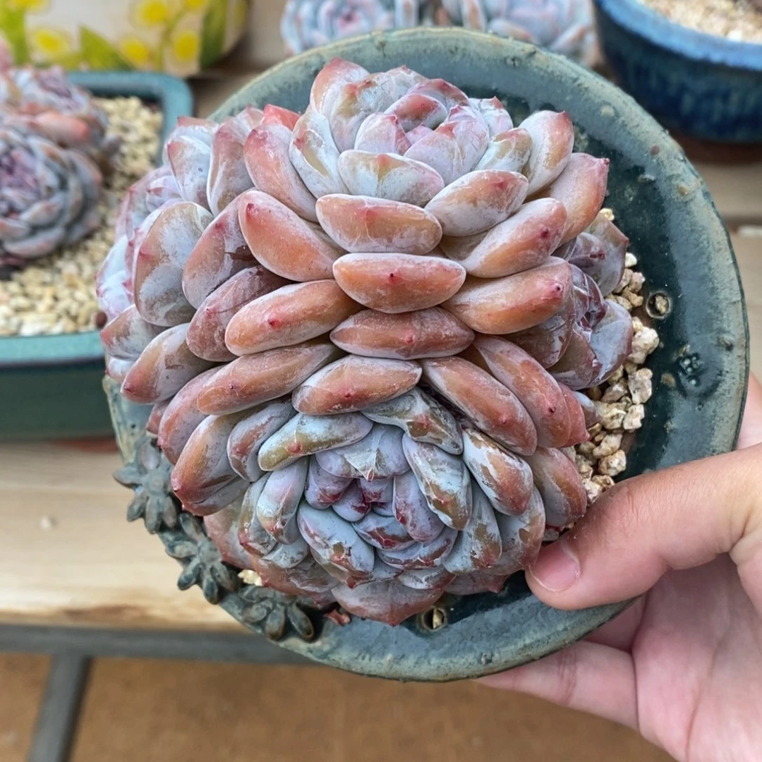 四头红皮紫心短圆肥