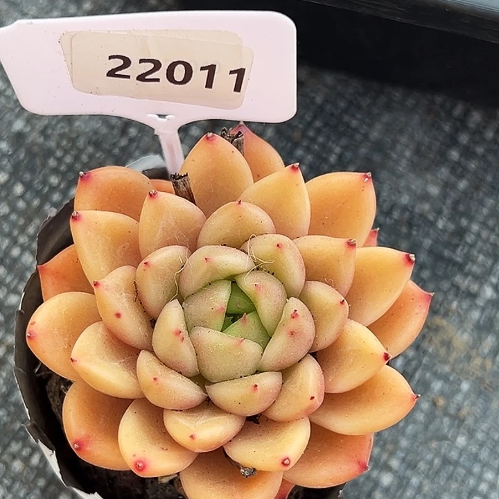 林***.糖心      22011号