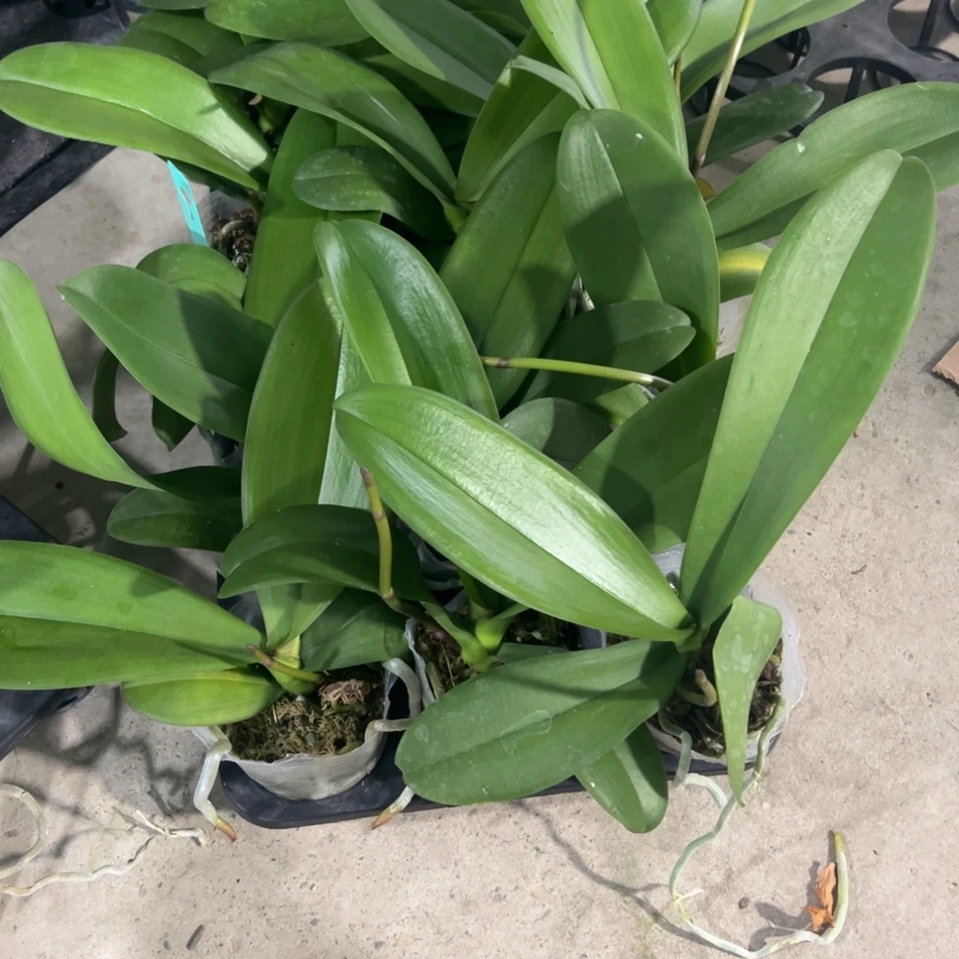 当前无花栽培后可以开花盲盒带剑，凑单发货