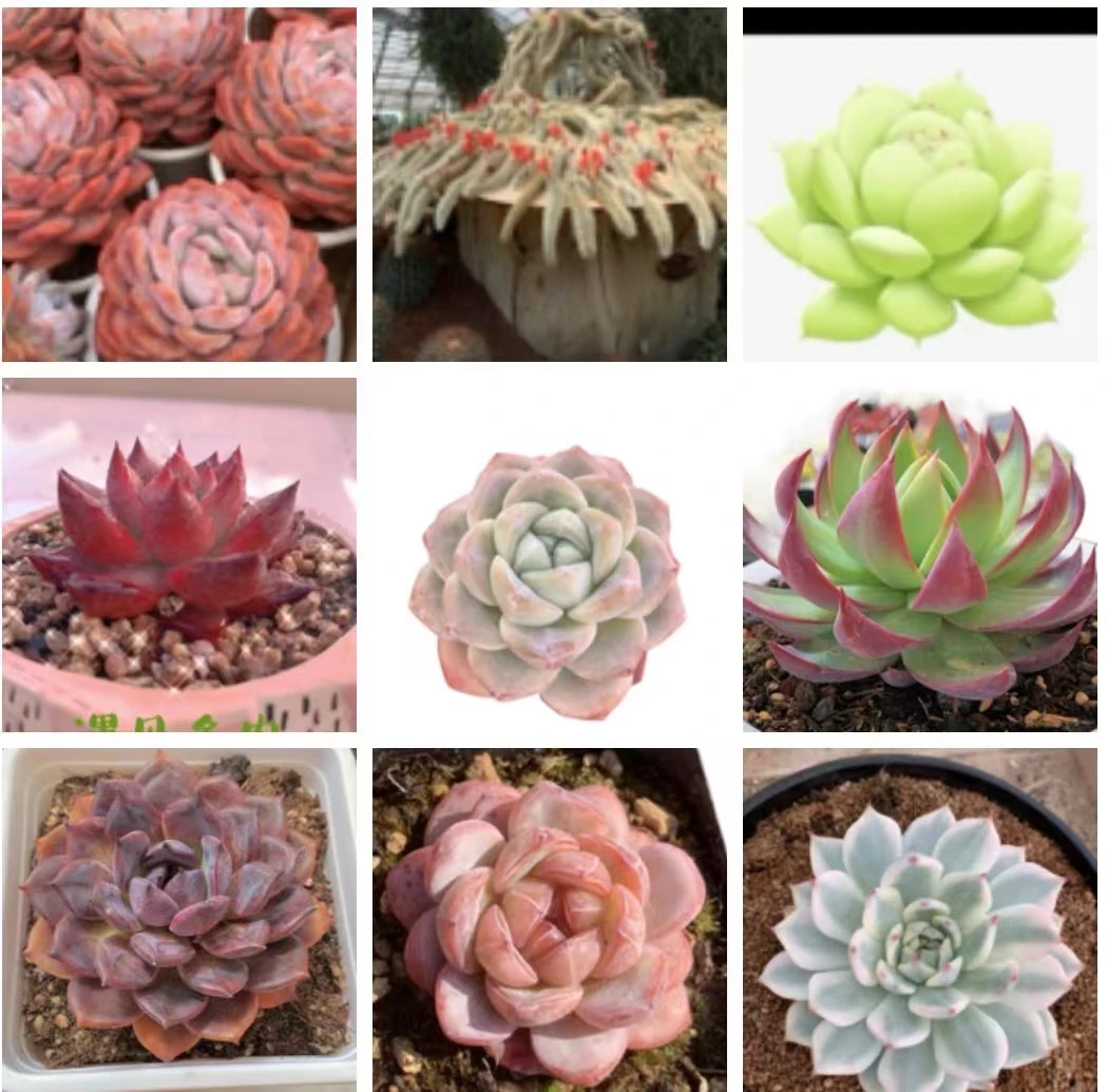 参与活动   领多肉一颗（随机)