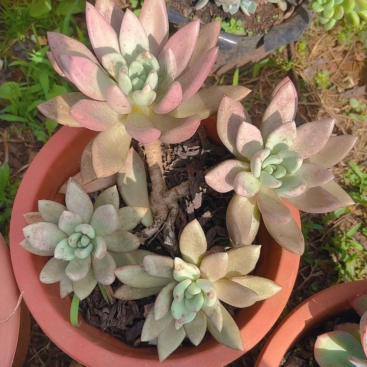 2***期桃花源。。。。。。。。。。。。。