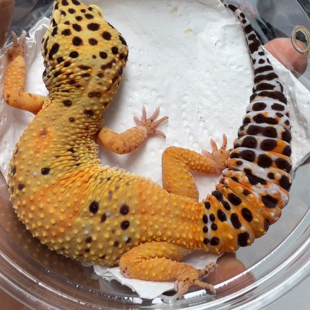 豹纹守宫翡翠妹妹