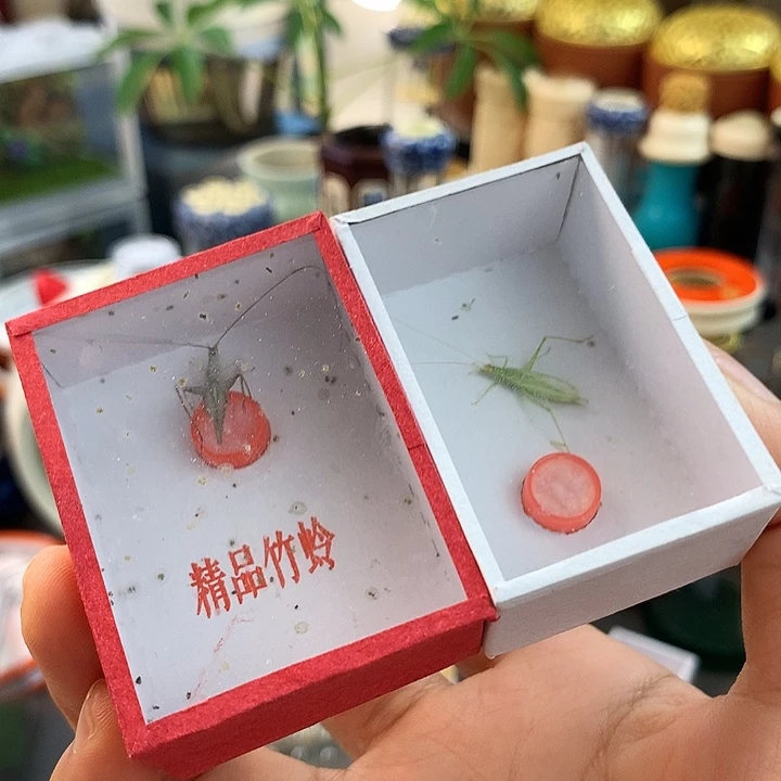 一只紫竹一只青竹啊啊啊