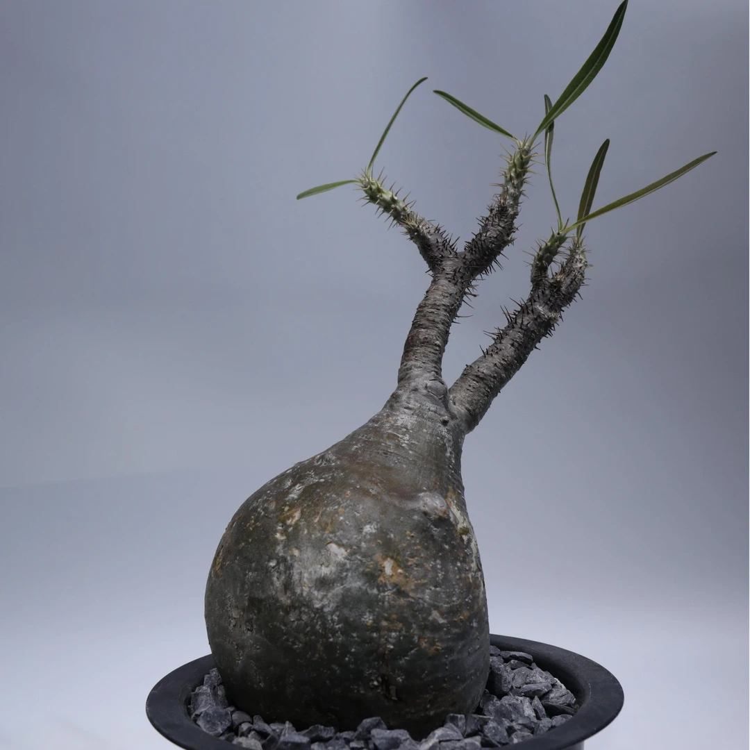 G12  老家强熟桩 象牙宫 一物一拍 潮流块根植物 棒槌树 多肉植物