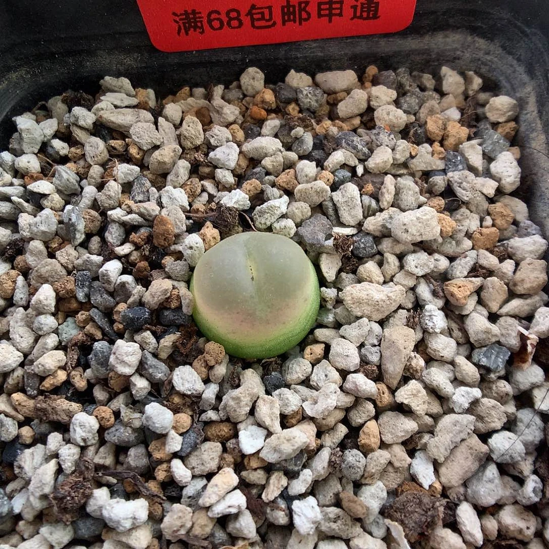 9-7-8 拉登一颗 30
