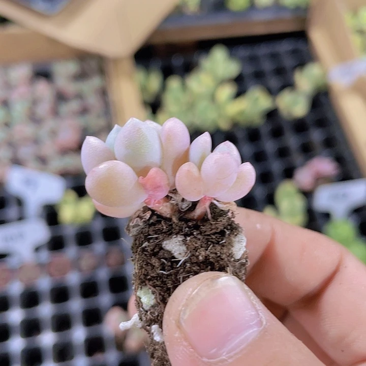 99花斑鹿精品多肉