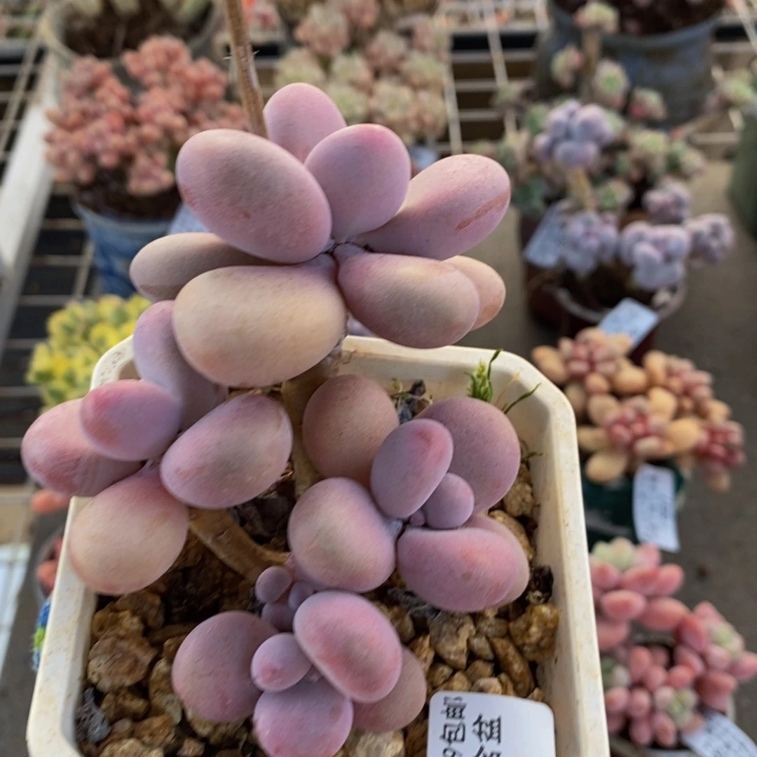 腰子桃蛋893/6c m