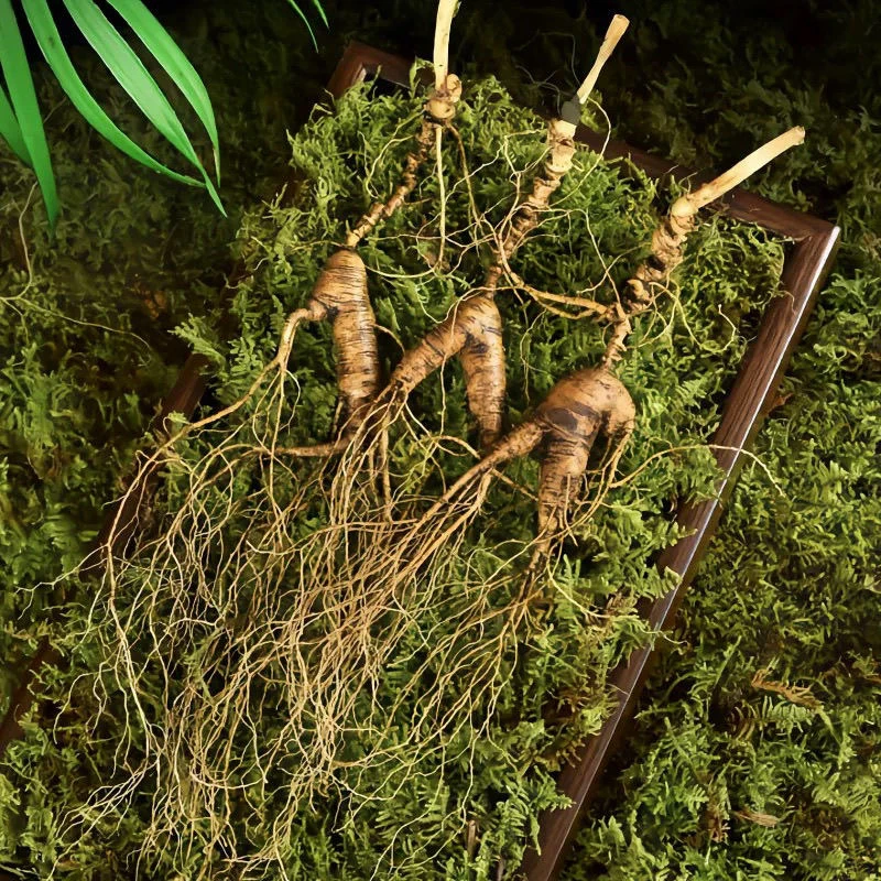 长白山林下新鲜现挖可煮水煲汤泡茶滋补佳品