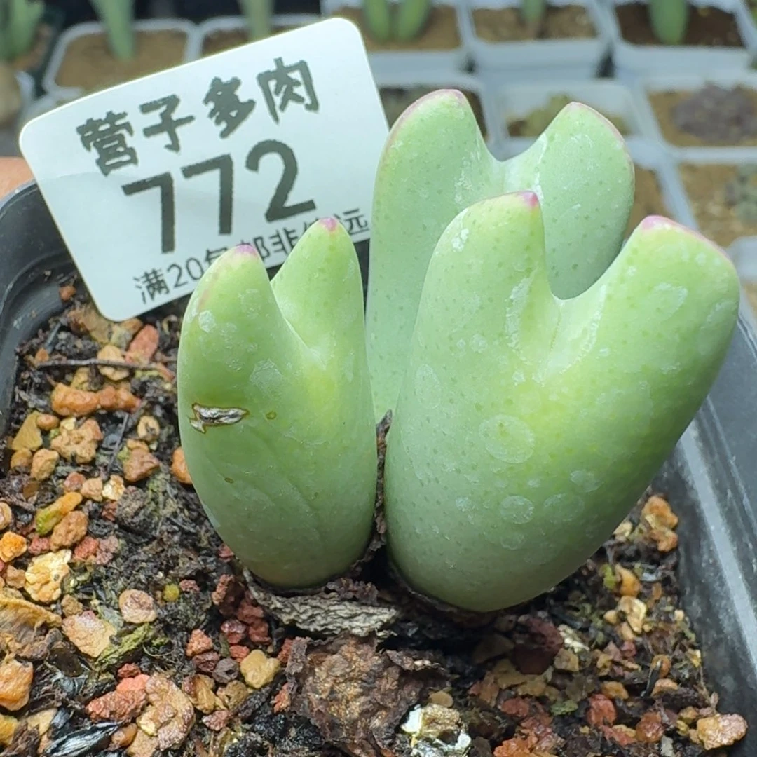 脱土。