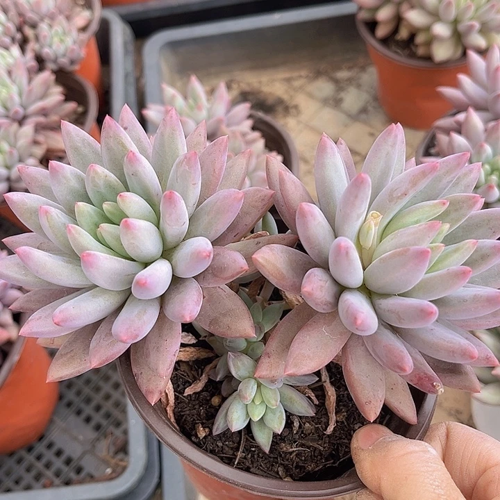 水晶球0288多肉植物