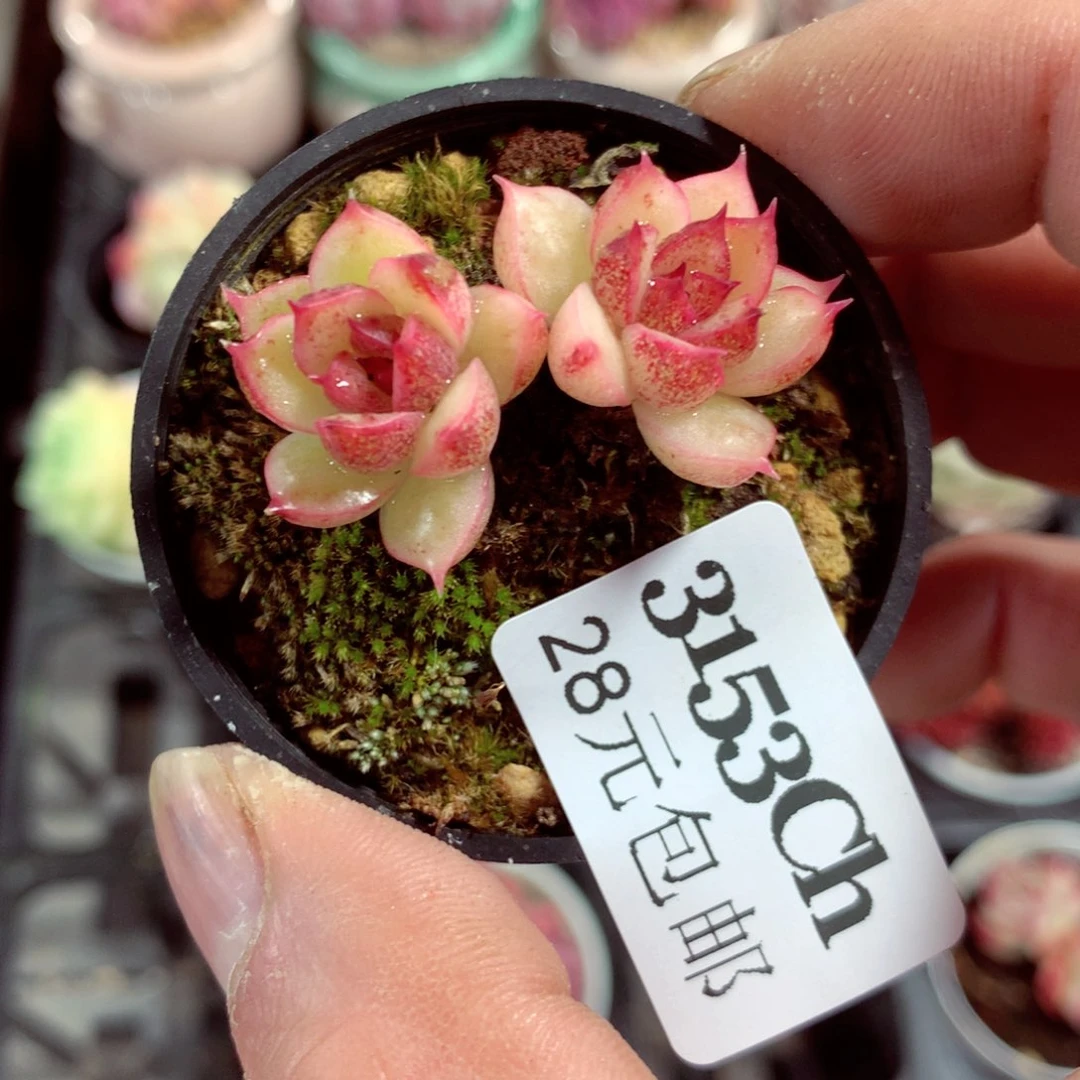 5厘米盆精控多肉3153