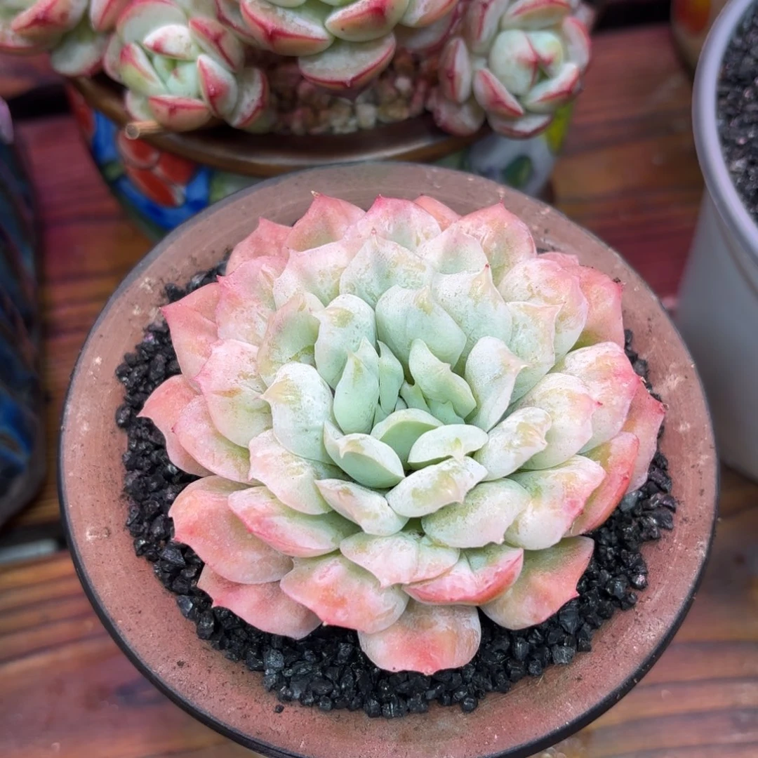 泡泡纱裙，多肉植物