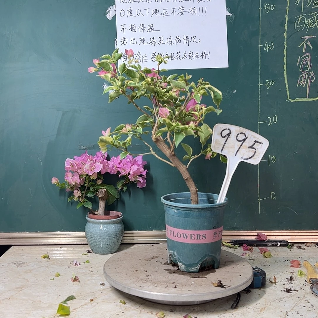 完全开放粗弯杆 蜡染粉995