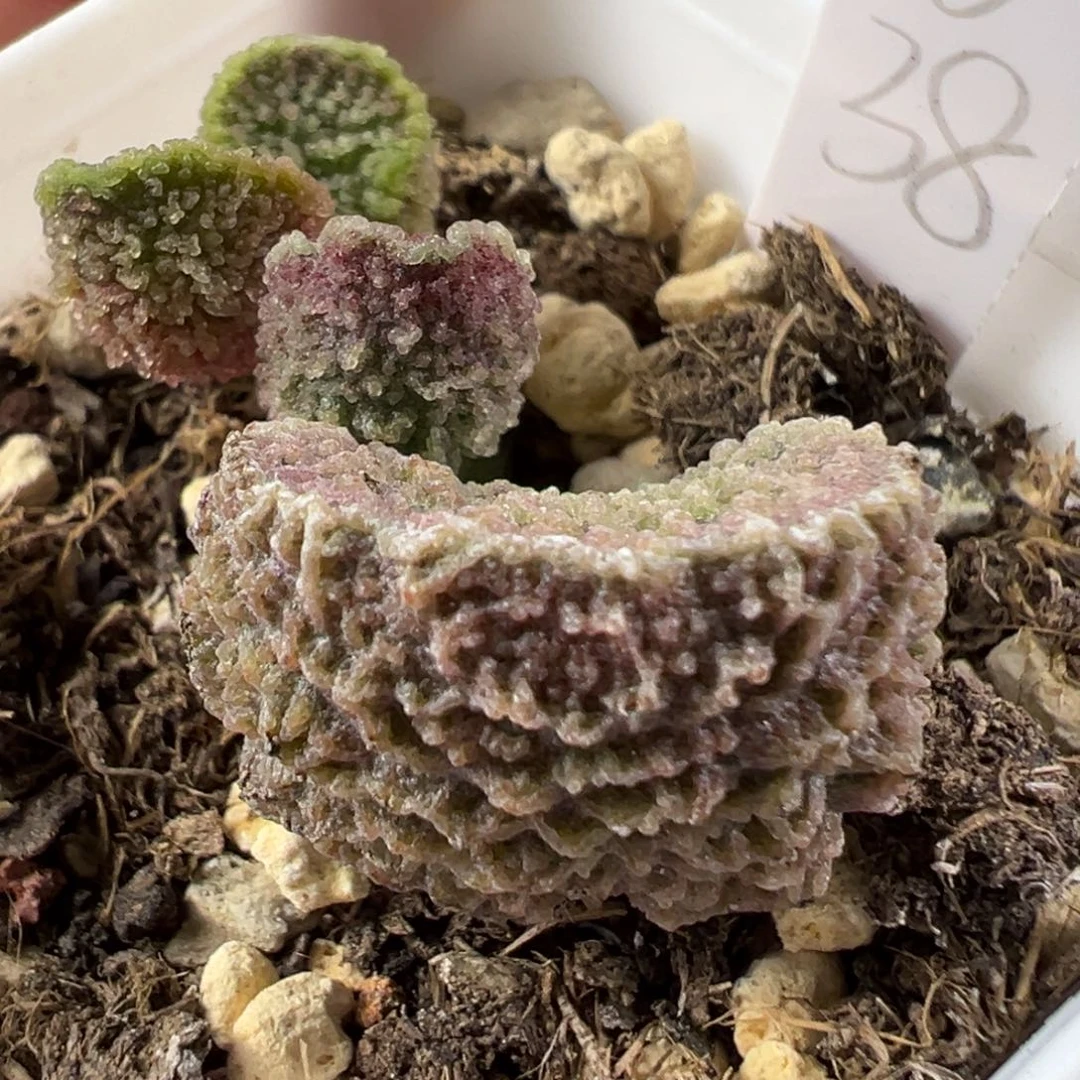 w大叶型冰晶颗粒款实生新品