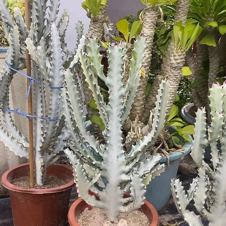 白龙骨一物一拍一棵