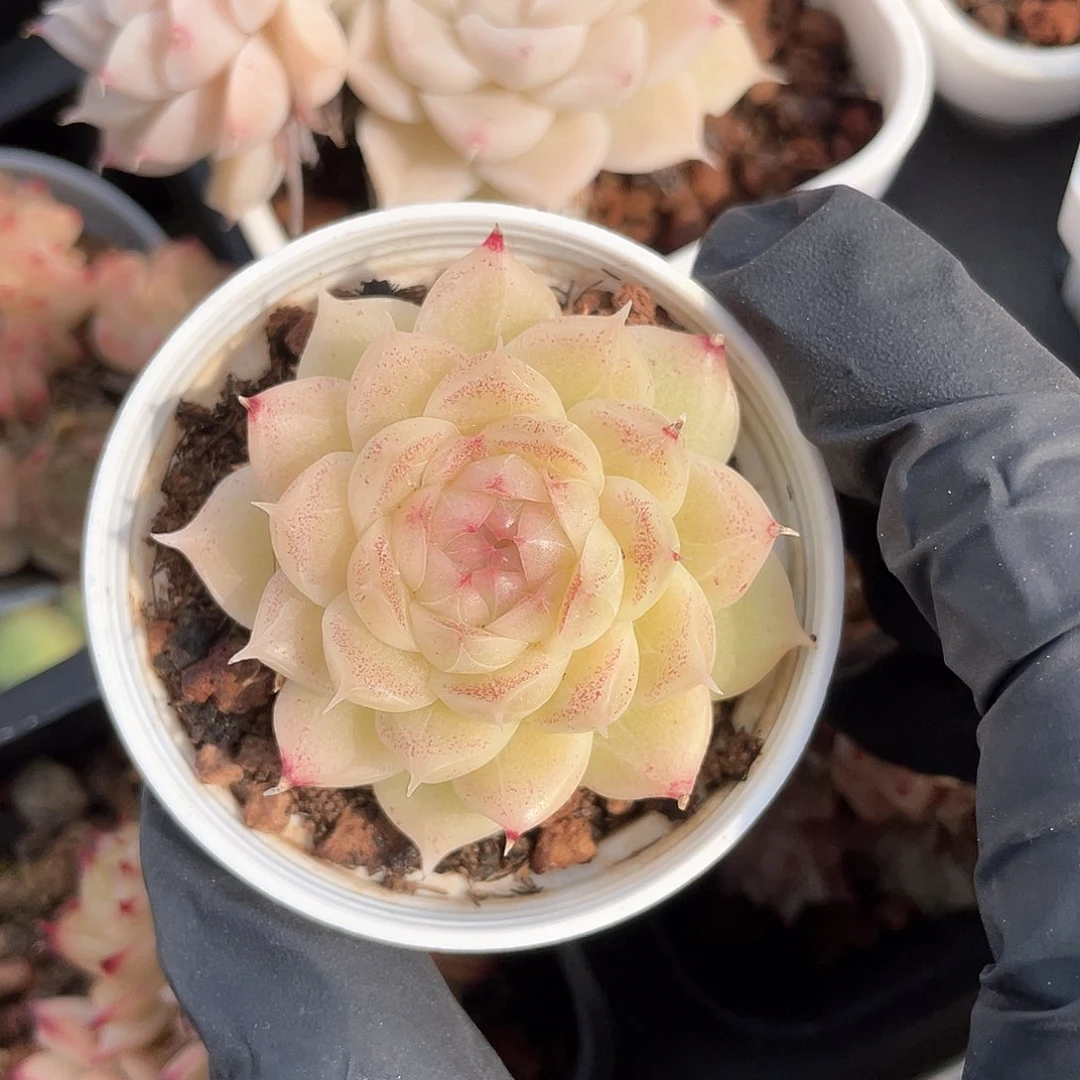 ?*?优选麦秆福利8181