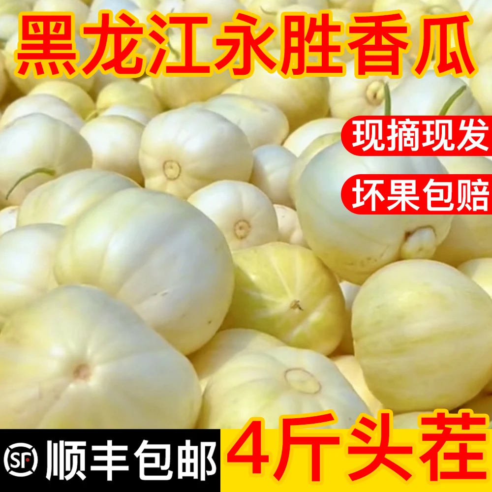 【顺丰包邮】【永胜香瓜】黑龙江香瓜甜瓜白糖罐