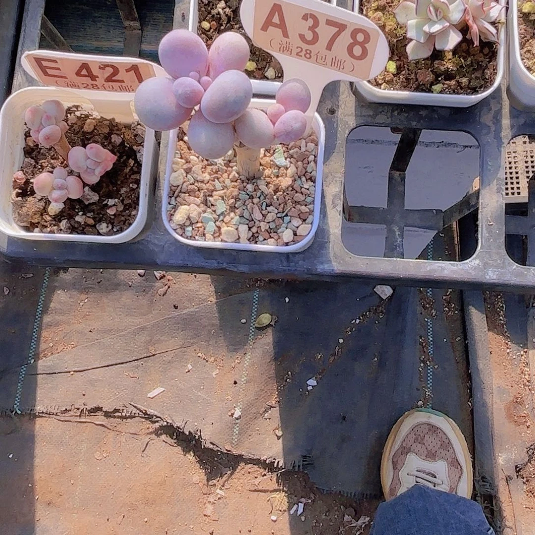 A378水光针一物语拍