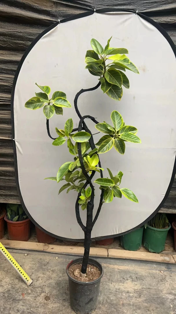 黄色榕大型绿植造型可净化空气适合客厅卧室办公室