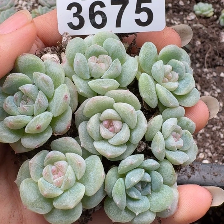 无花朵多肉植物多肉植物