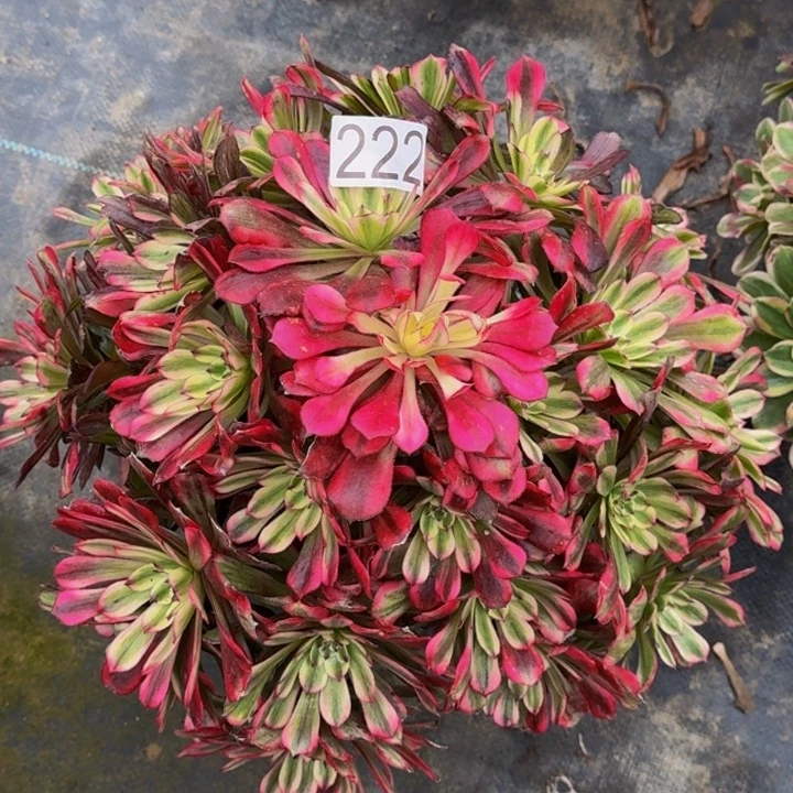 000000222月蝉多肉植物