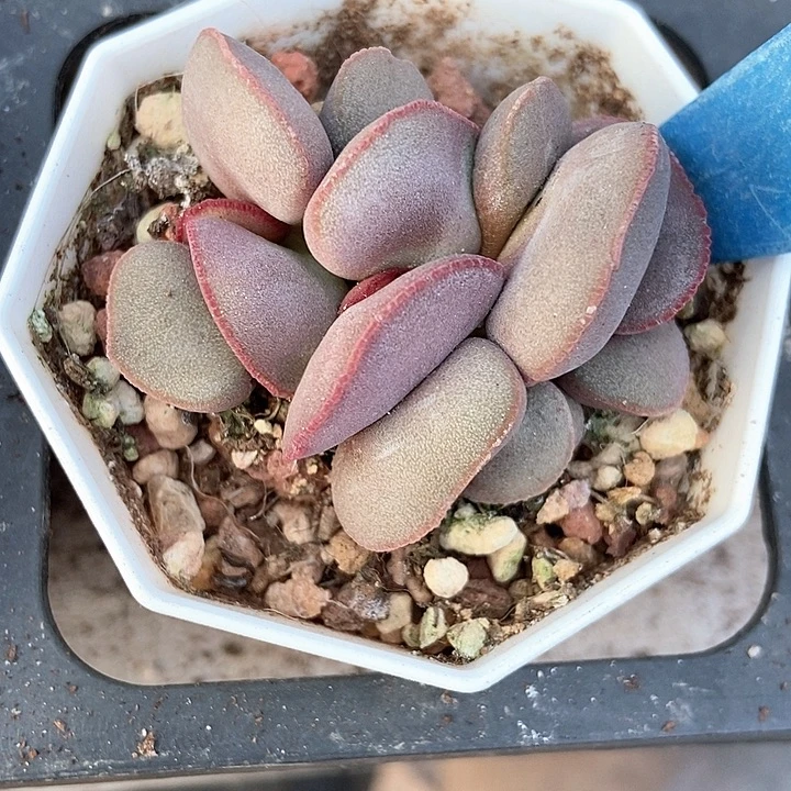 多肉植物红蛋3161多肉