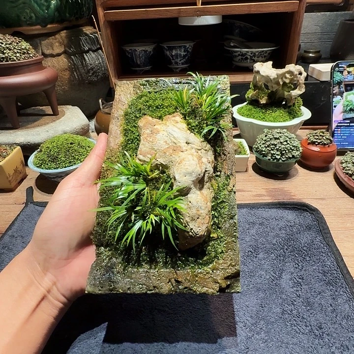 老砖石头草顺丰包邮