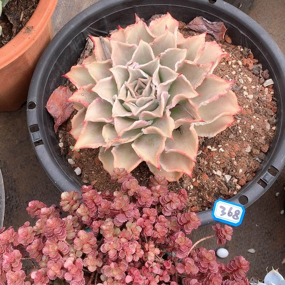 368饺子皮 一物一拍多肉