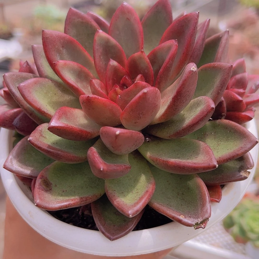 丰沛玫瑰大单头带多仔大盆