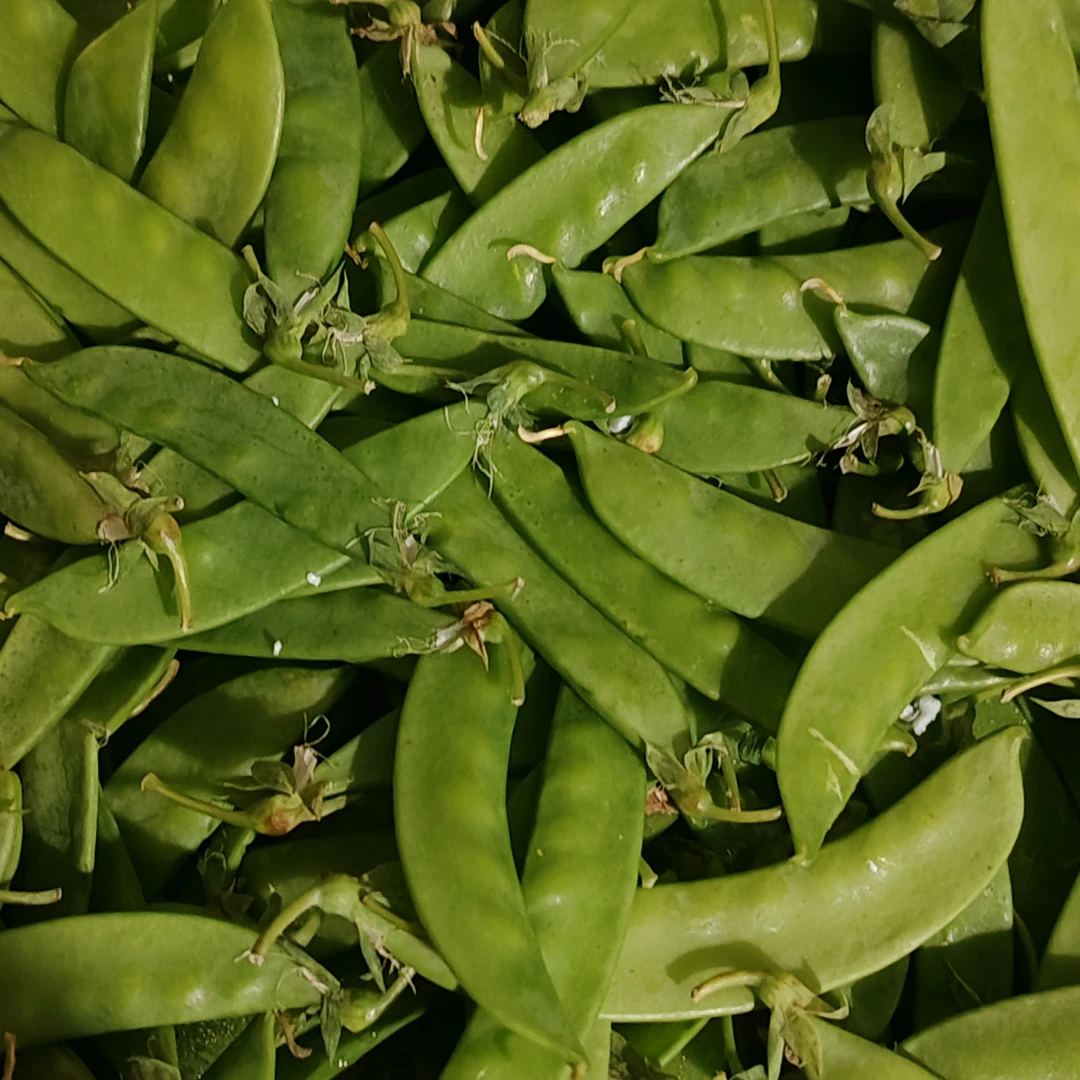 （豌豆）湘西本地农家自种