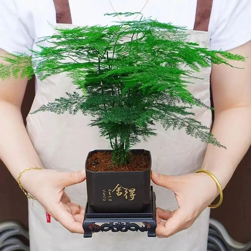 【新疆包邮】文竹绿植盆栽室内观叶植物桌面好养花卉客厅办公室盆景