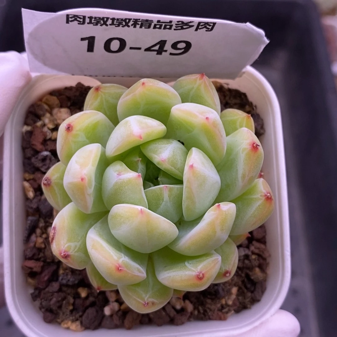 【闪购商品】10-49