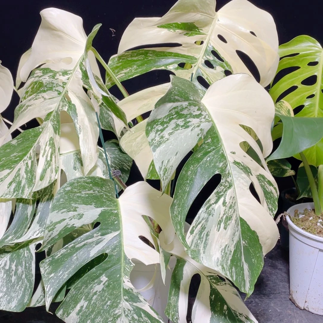 玩***曦完全开放006白龟不包蕉叶和叶损