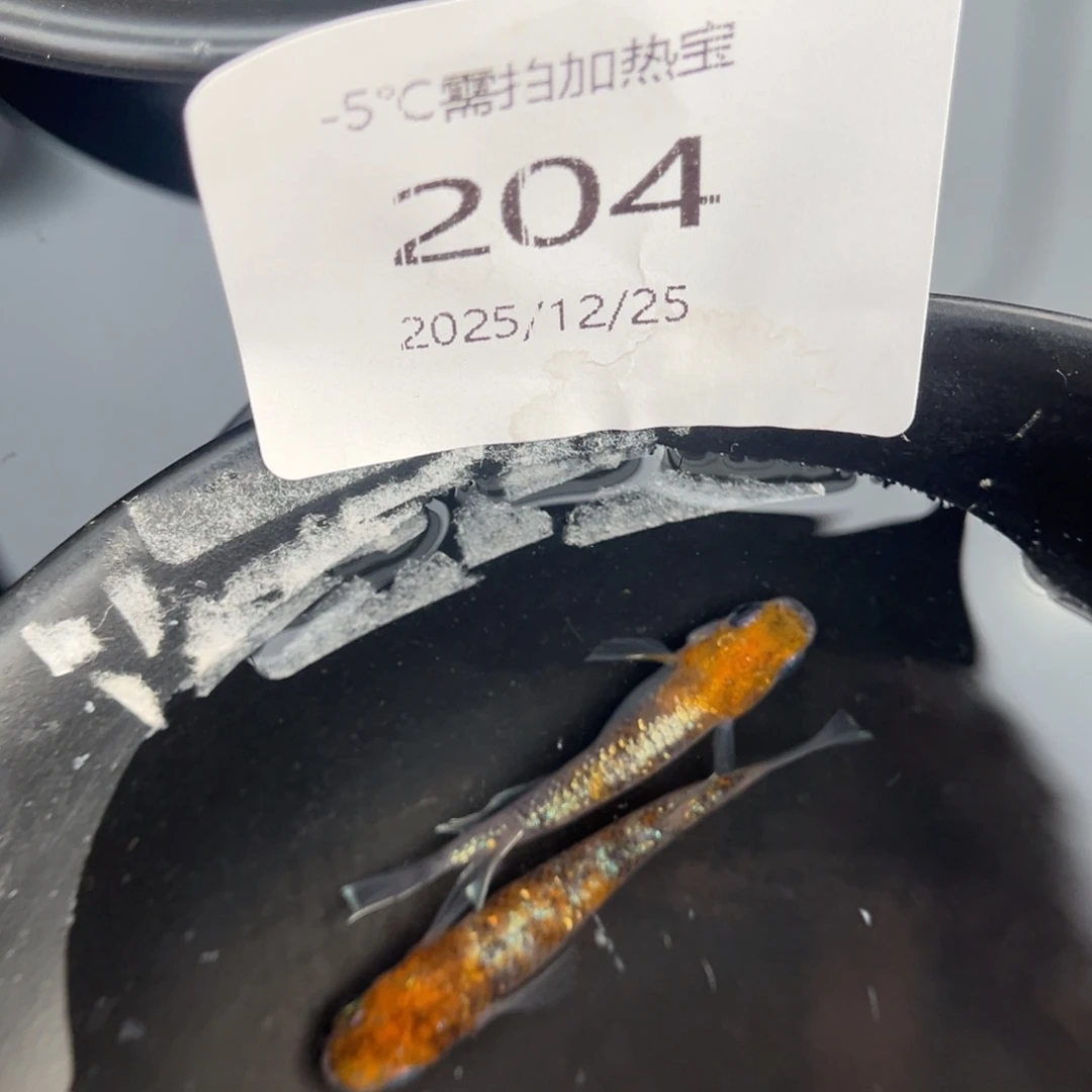青鳉鱼204lu04一对