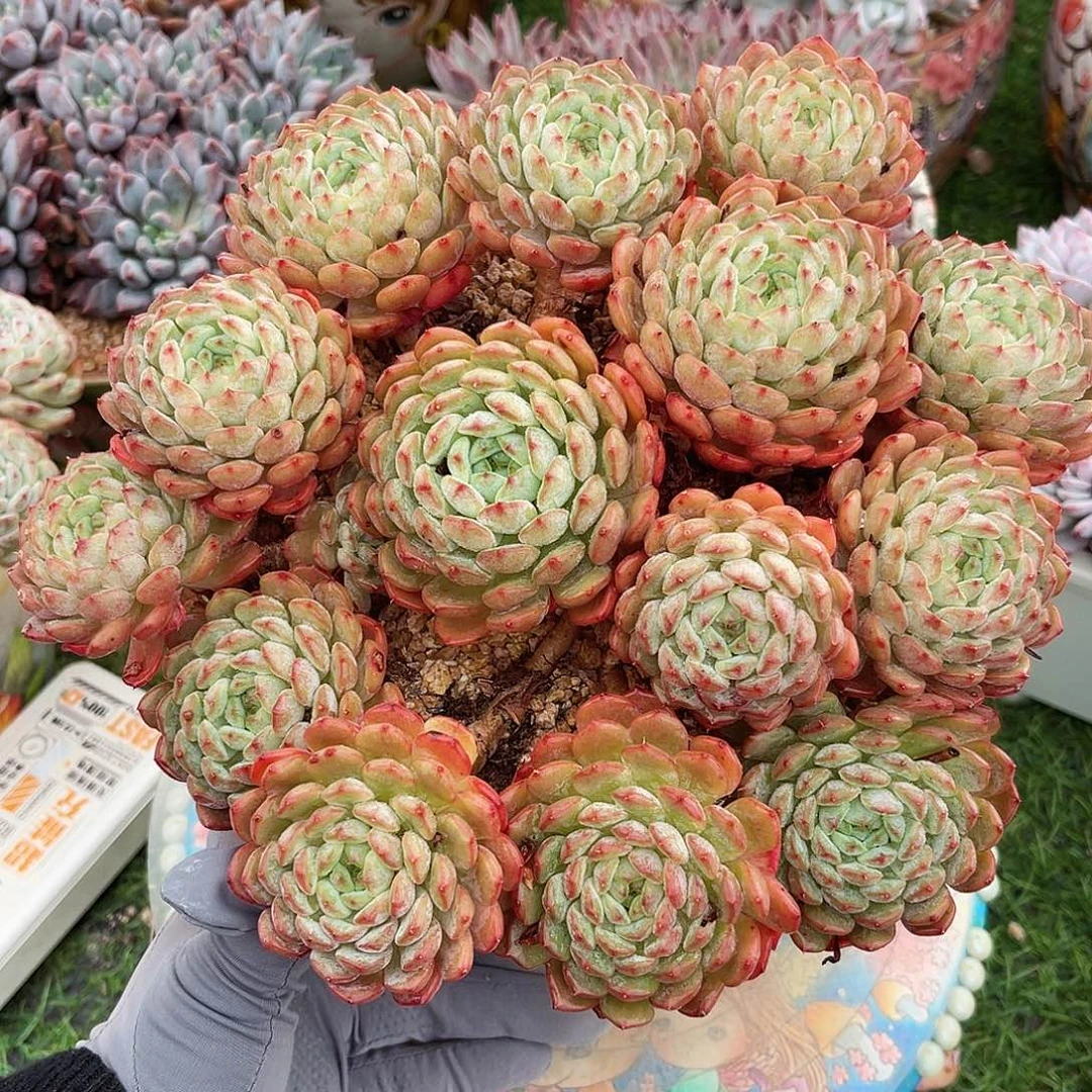 白胖子无砍一物一拍