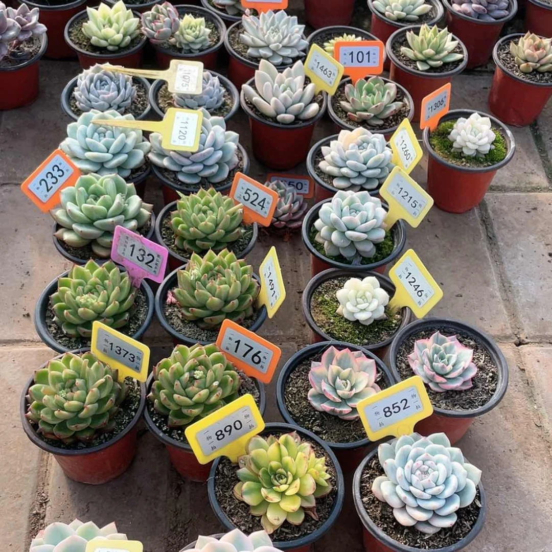 【闪购商品】夢***夢1475两颗一组