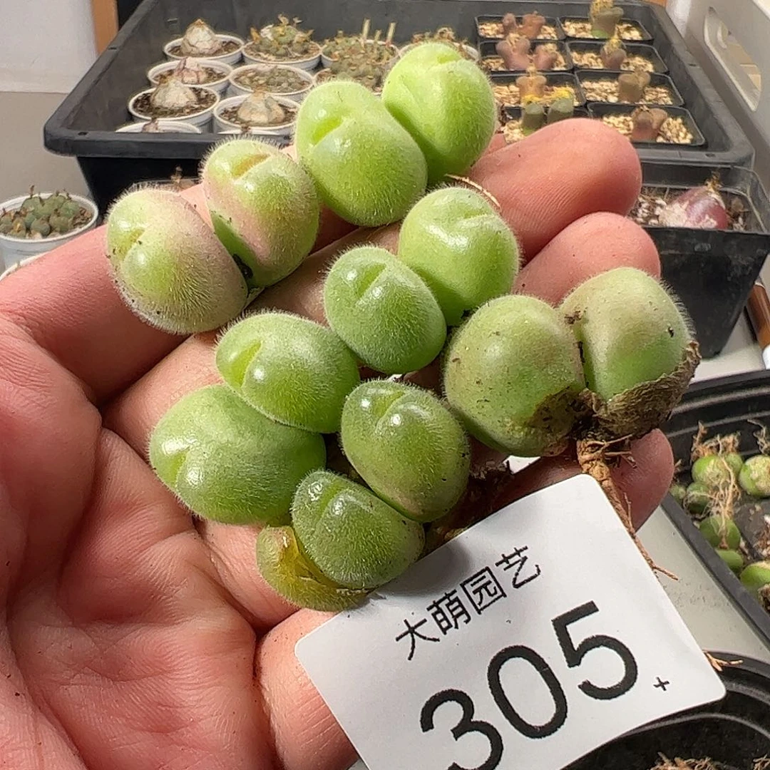 一物一拍。      305