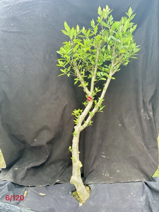 直播栀子花老桩树桩盆栽庭院种植现挖包邮南北方种植开花大而香