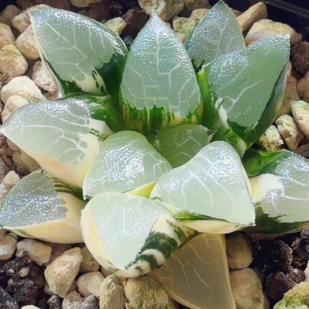 十二卷实生克锦福利