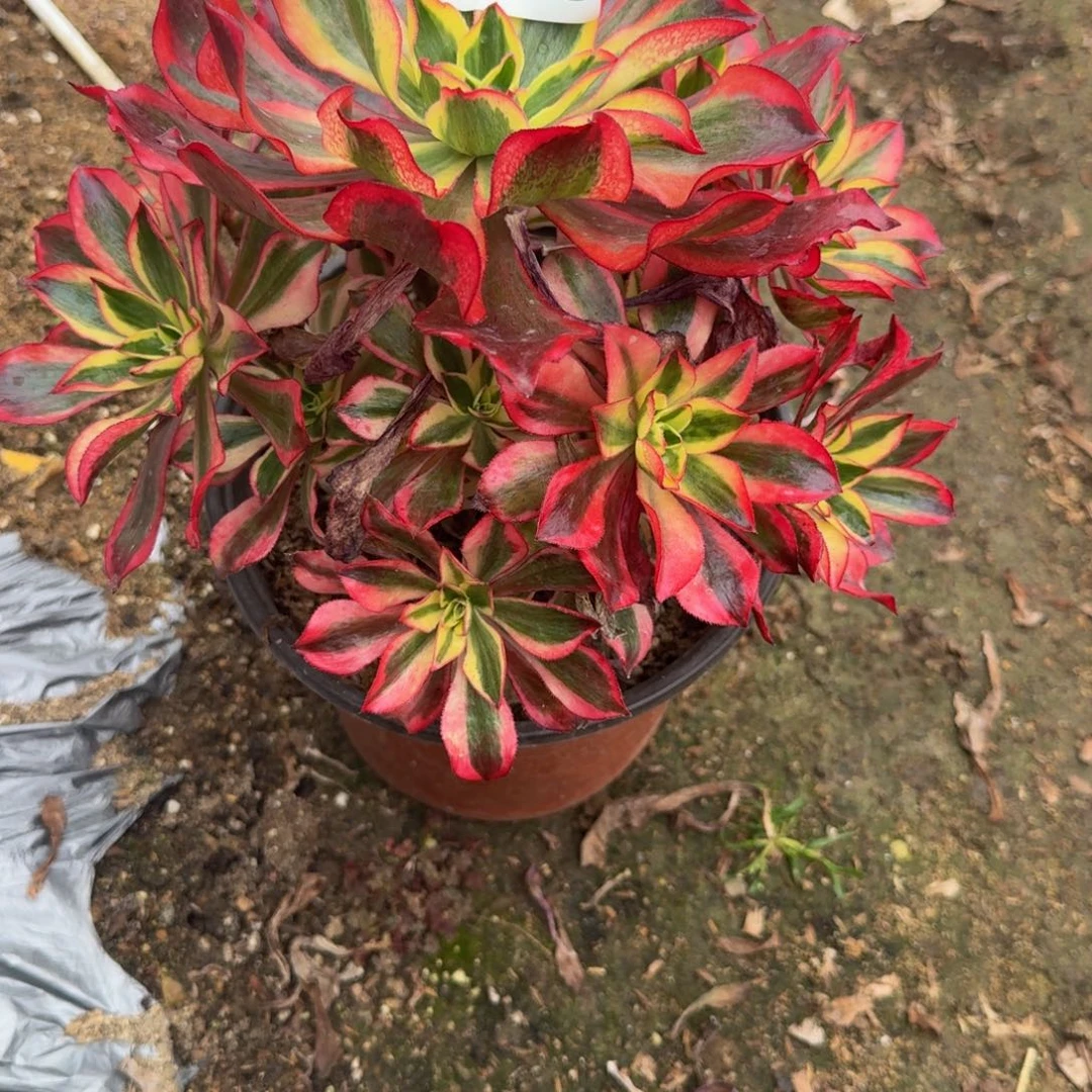 思***你199魅影。多肉植物