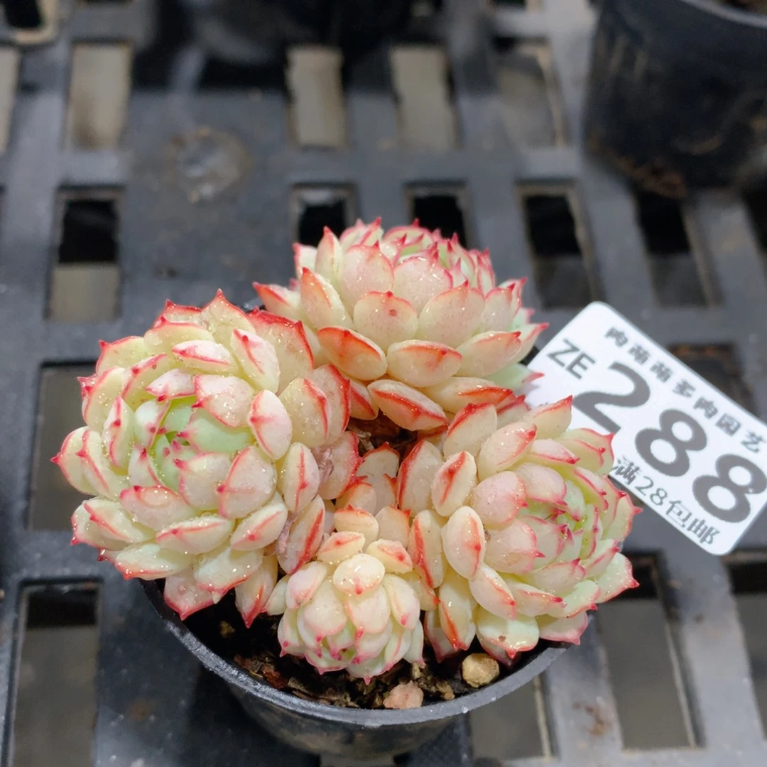 肉萌萌拇指盆精控多肉ZE288